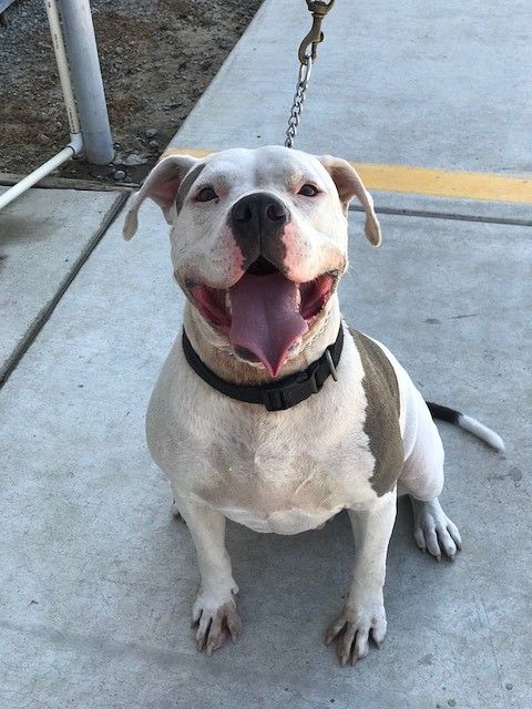 Blanca, a rescued dog