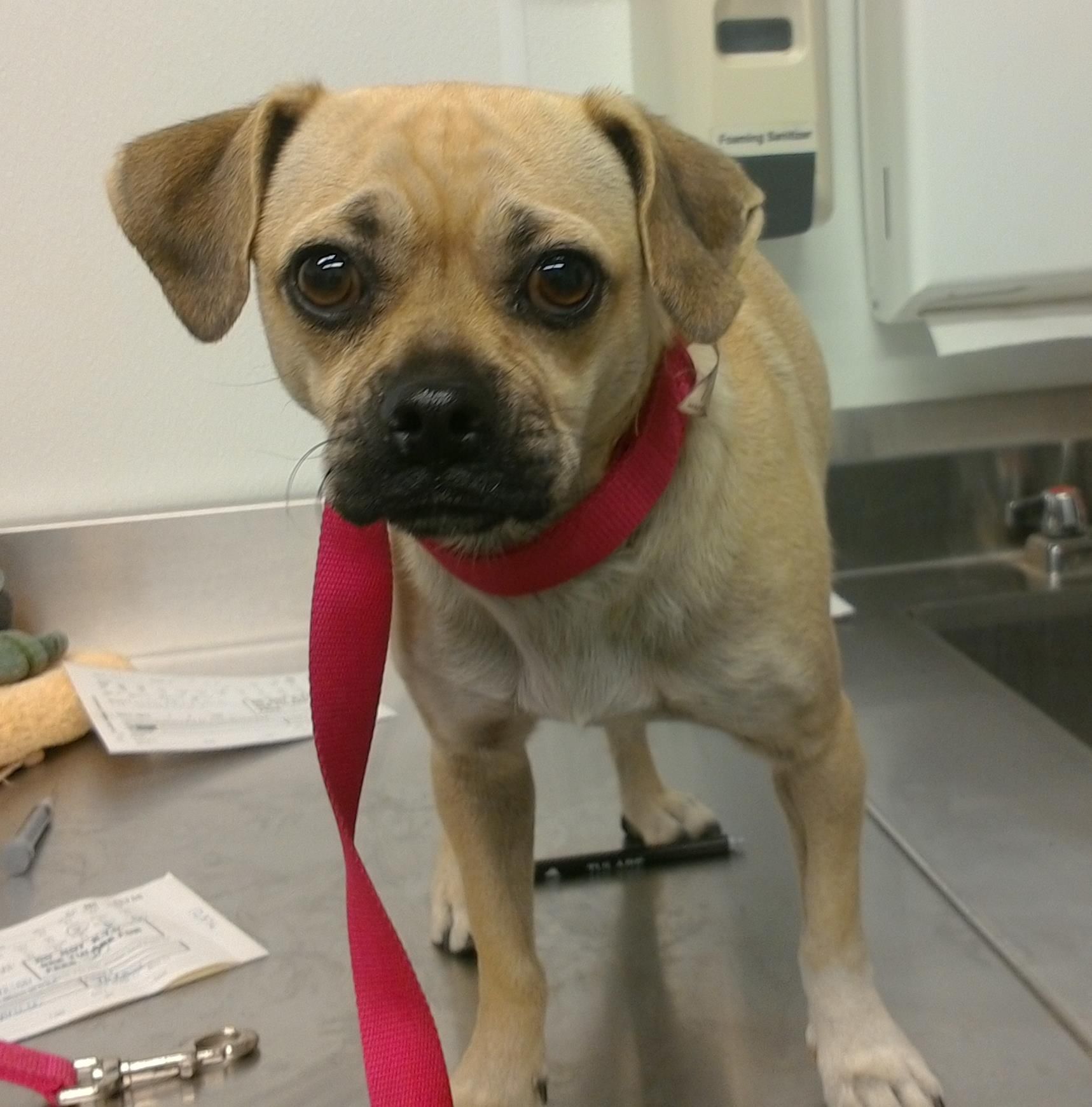 Ruby, a rescued dog