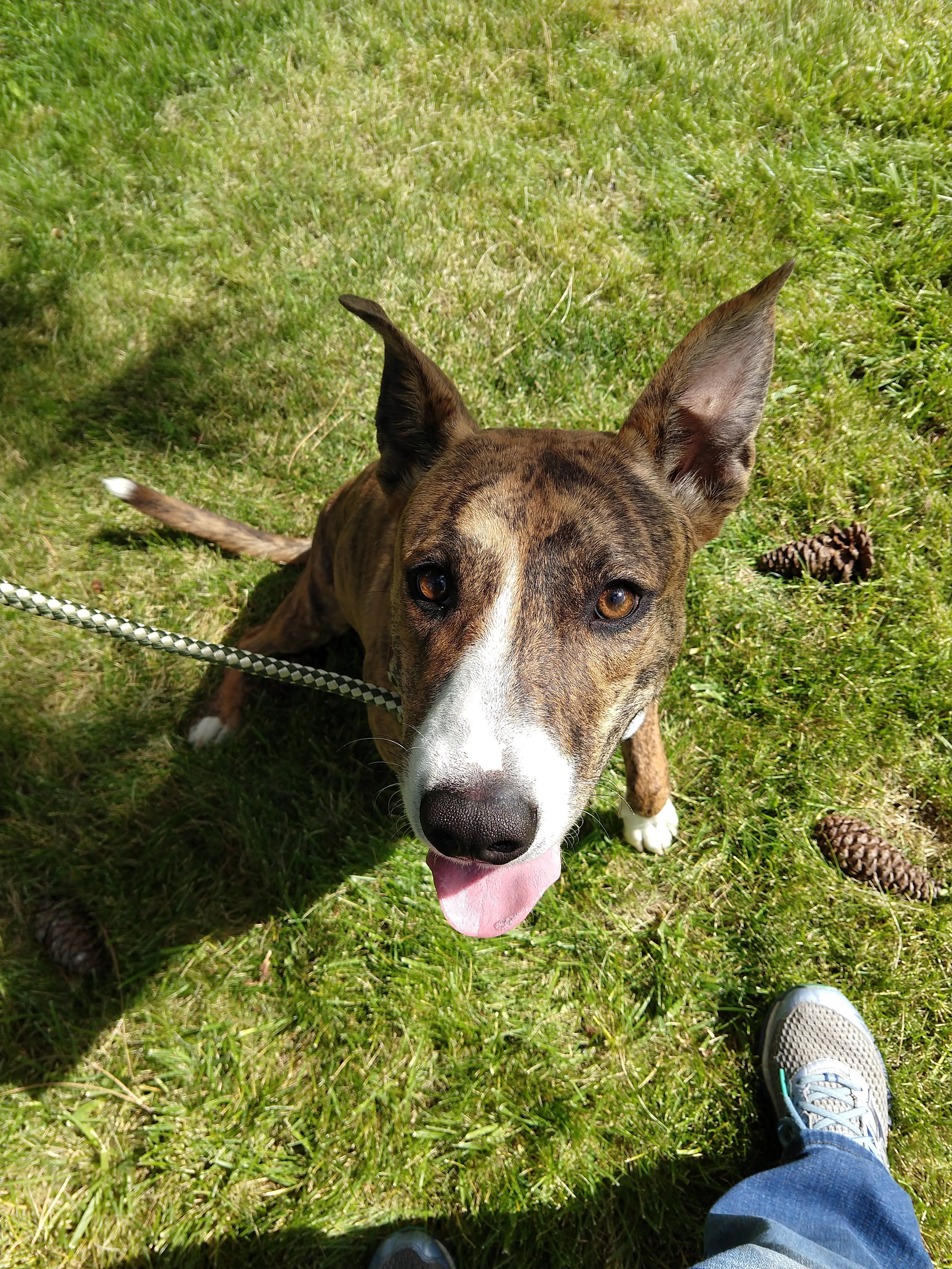 Tiger, a happy rescued dog