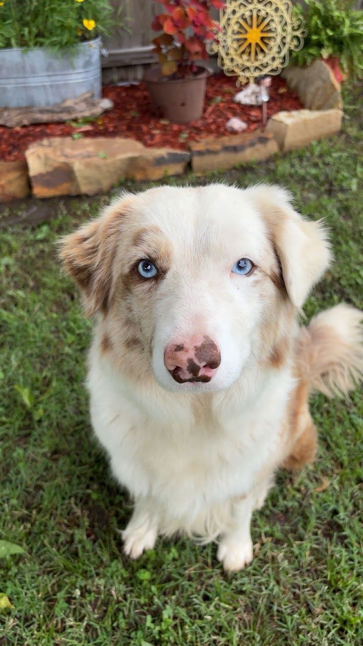 An Australian shepherd mix rescued