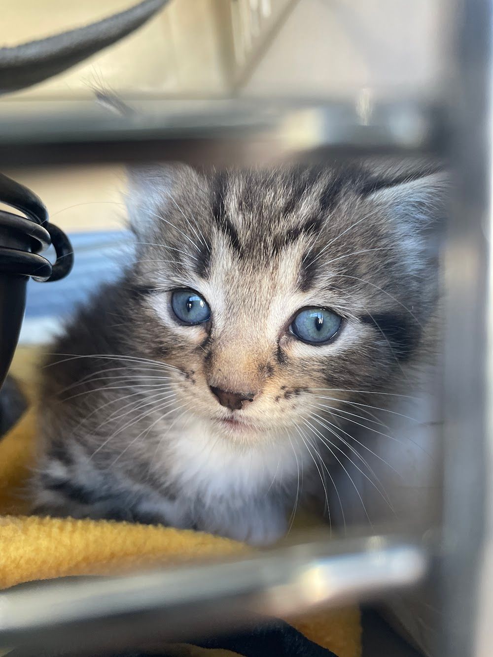 A rescued kitten