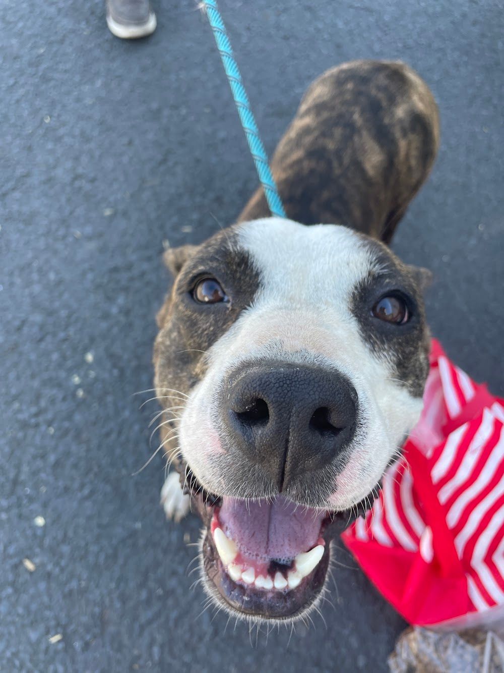 A happy pit bull mix rescued by Furry Freight