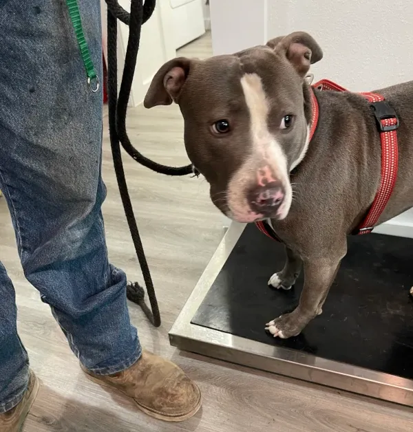Spay it Forward program