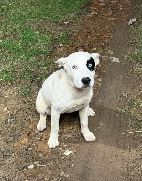 Spay it Forward program