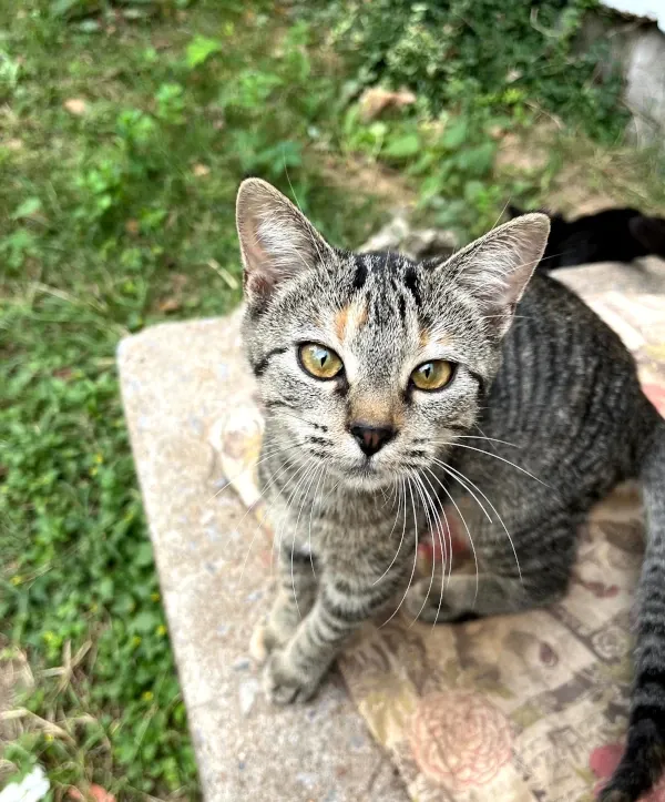 Spay it Forward program