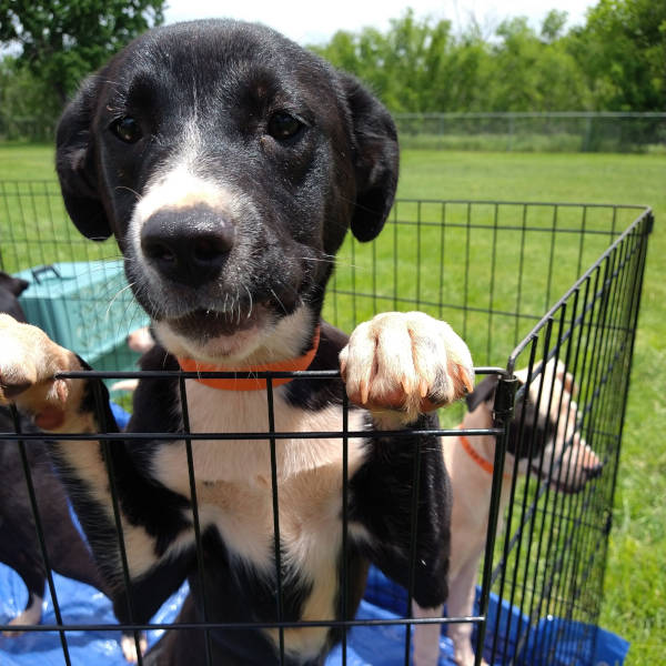Image of a rescue puppy